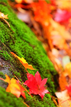 Autumn leaves Photographie de stock - Premium Libres de Droits, Code: 622-07841333