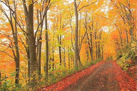 Autumn colors, Aomori Prefecture, Japan Photographie de stock - Premium Libres de Droits, Code: 622-07841346