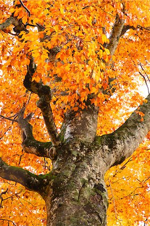 Autumn colors, Aomori Prefecture, Japan Stock Photo - Premium Royalty-Free, Code: 622-07841341