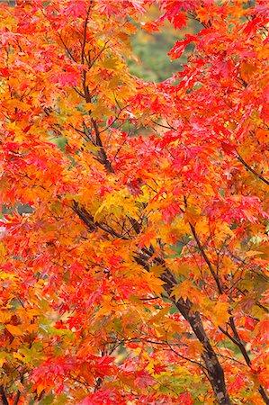 fall season leaves trees - Autumn leaves Photographie de stock - Premium Libres de Droits, Code: 622-07841370