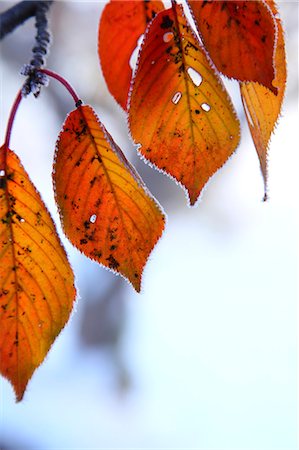 frost branches - Autumn leaves Stock Photo - Premium Royalty-Free, Code: 622-07841386