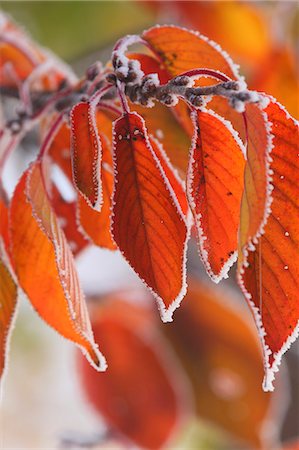 frost branches - Autumn leaves Stock Photo - Premium Royalty-Free, Code: 622-07841381