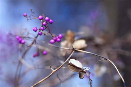 simsearch:622-07117976,k - Japanese Beautyberry Stock Photo - Premium Royalty-Free, Code: 622-07841390