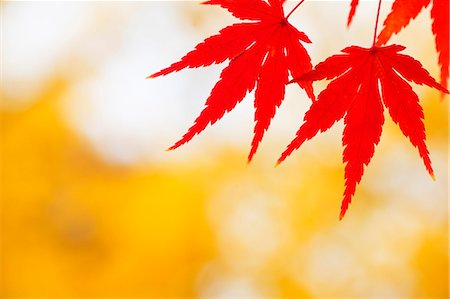 Autumn leaves Stock Photo - Premium Royalty-Free, Code: 622-07841405