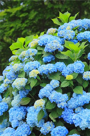 Hydrangea Stock Photo - Premium Royalty-Free, Code: 622-07841409