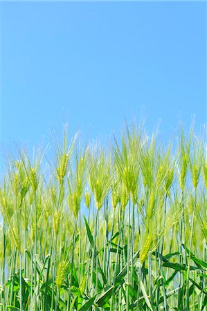 Wheat ears Foto de stock - Sin royalties Premium, Código: 622-07841421