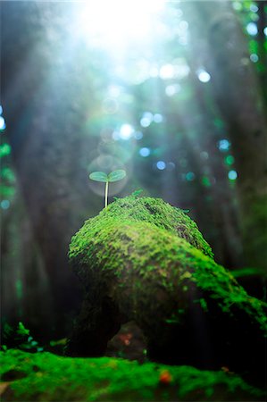 stem vegetable - Sprouting leaves Photographie de stock - Premium Libres de Droits, Code: 622-07841439