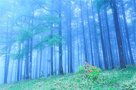 rododendro - Nagano Prefecture, Japan Foto de stock - Sin royalties Premium, Código: 622-07841467