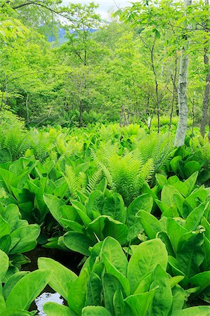 skunk cabbage - Nagano Prefecture, Japan Stock Photo - Premium Royalty-Free, Code: 622-07841460