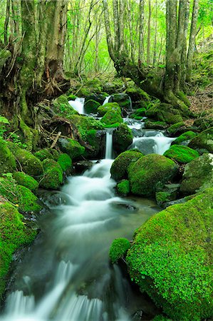 forest japan - Nagano Prefecture, Japan Stock Photo - Premium Royalty-Free, Code: 622-07841475