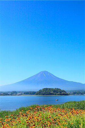 field of orange flowers - Fuji Five Lakes, Yamanashi Prefecture, Japan Stock Photo - Premium Royalty-Free, Code: 622-07841490