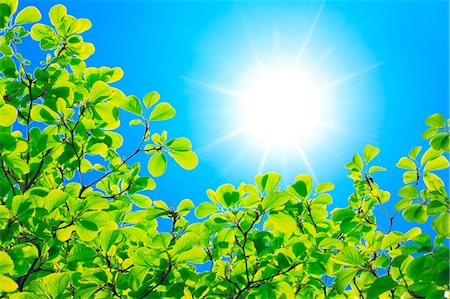 early summer - Green leaves Stock Photo - Premium Royalty-Free, Code: 622-07841551