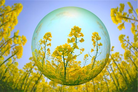 Glass globe and rapeseed flowers Stock Photo - Premium Royalty-Free, Code: 622-07841563