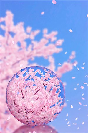 petals scattered - Glass globe and cherry blossoms Stock Photo - Premium Royalty-Free, Code: 622-07841576