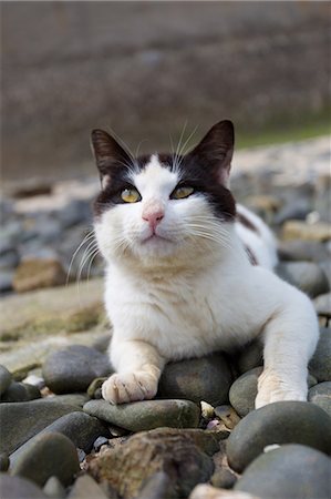 seto inland sea - Stray Cat Foto de stock - Sin royalties Premium, Código: 622-07841580