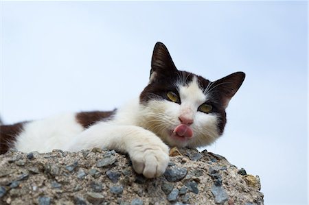 seto inland sea - Stray Cat Photographie de stock - Premium Libres de Droits, Code: 622-07841581