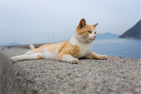 seto inland sea - Stray Cat Photographie de stock - Premium Libres de Droits, Code: 622-07841582