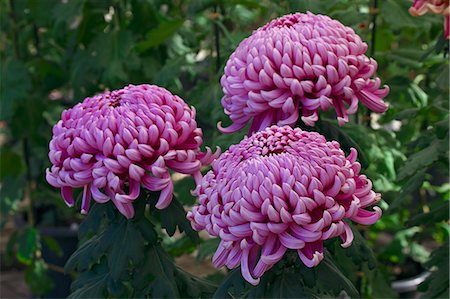 purple flower closeup - Mums Stock Photo - Premium Royalty-Free, Code: 622-07911382