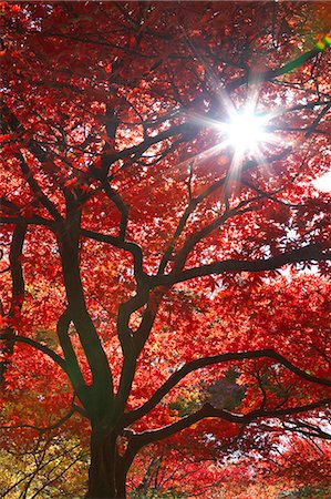 Red maple leaves Stockbilder - Premium RF Lizenzfrei, Bildnummer: 622-07911391