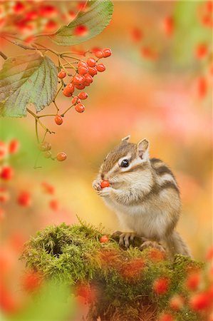 Chipmunk Photographie de stock - Premium Libres de Droits, Code: 622-07911444