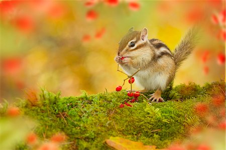 squirrel - Chipmunk Stock Photo - Premium Royalty-Free, Code: 622-07911443