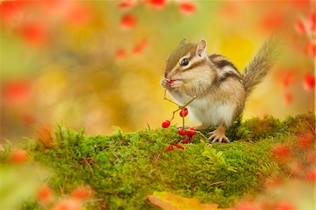 Chipmunk Photographie de stock - Premium Libres de Droits, Code: 622-07911443