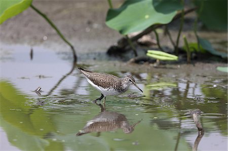 Green Sandpiper Foto de stock - Sin royalties Premium, Código: 622-07911454