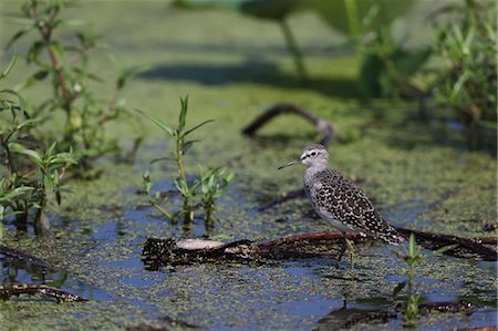 Wood Sandpiper Foto de stock - Sin royalties Premium, Código: 622-07911455