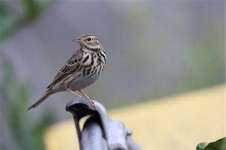 simsearch:622-07911471,k - Olive-Backed Pipit Foto de stock - Sin royalties Premium, Código: 622-07911456