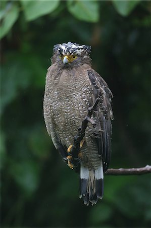 simsearch:622-07911456,k - Crested Serpent Eagle Stock Photo - Premium Royalty-Free, Code: 622-07911463