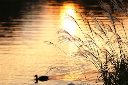 Duck in a pond at sunset Photographie de stock - Premium Libres de Droits, Code: 622-07911495