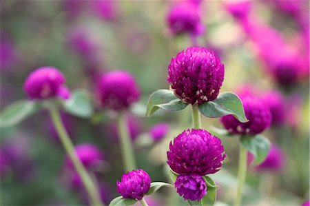 flower close ups - Globe amaranth Stock Photo - Premium Royalty-Free, Code: 622-07911497