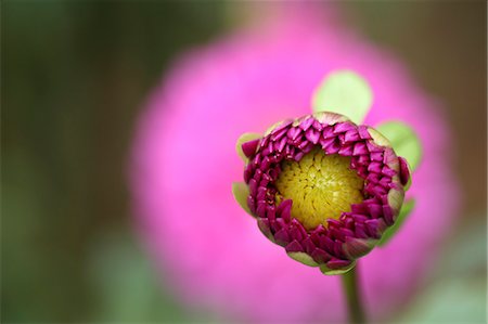 flower bud - Dahlia Stock Photo - Premium Royalty-Free, Code: 622-07911499