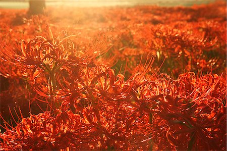 sunset, flowers - Red spider lily Stock Photo - Premium Royalty-Free, Code: 622-07911506