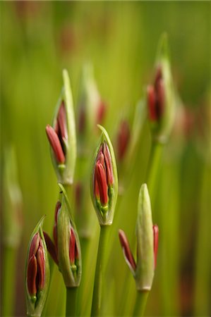 Red spider lily Photographie de stock - Premium Libres de Droits, Code: 622-07911503