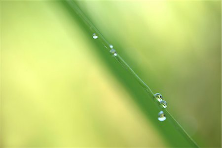 Water drops on leaves Foto de stock - Sin royalties Premium, Código: 622-07911518