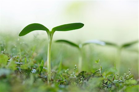 Sprouting leaves Photographie de stock - Premium Libres de Droits, Code: 622-07911528