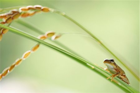 frog - Frog and rice ears Foto de stock - Sin royalties Premium, Código: 622-07911522