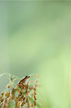 Frog and rice ears Stock Photo - Premium Royalty-Free, Code: 622-07911523