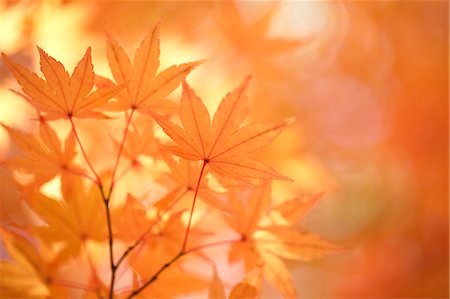 simsearch:622-06398125,k - Red maple leaves Stockbilder - Premium RF Lizenzfrei, Bildnummer: 622-07911537