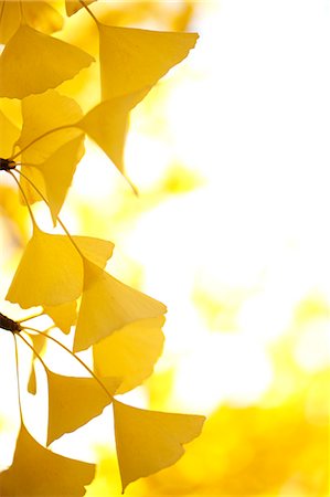 Autumn leaves Fotografie stock - Premium Royalty-Free, Codice: 622-07911541