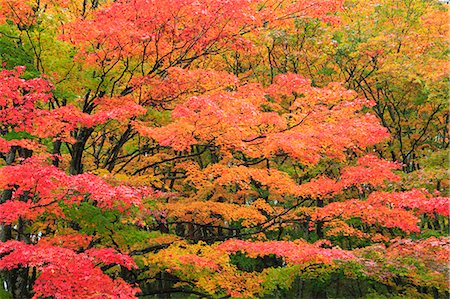 simsearch:622-07911579,k - Autumn leaves, Nagano Prefecture, Japan Fotografie stock - Premium Royalty-Free, Codice: 622-07911588