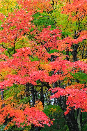 simsearch:622-07911579,k - Autumn leaves, Nagano Prefecture, Japan Fotografie stock - Premium Royalty-Free, Codice: 622-07911589