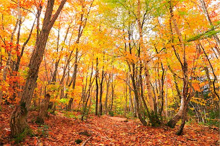 defoliation - Autumn leaves, Nagano Prefecture, Japan Foto de stock - Sin royalties Premium, Código: 622-07911582