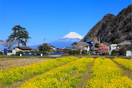 simsearch:622-09025342,k - Shizuoka Prefecture, Japan Foto de stock - Sin royalties Premium, Código: 622-07911638