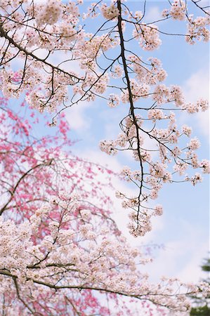 simsearch:841-07083645,k - Cherry blossoms Stock Photo - Premium Royalty-Free, Code: 622-08007094