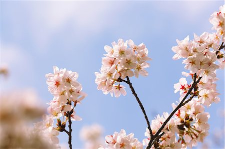 simsearch:841-07083645,k - Cherry blossoms Stock Photo - Premium Royalty-Free, Code: 622-08007096