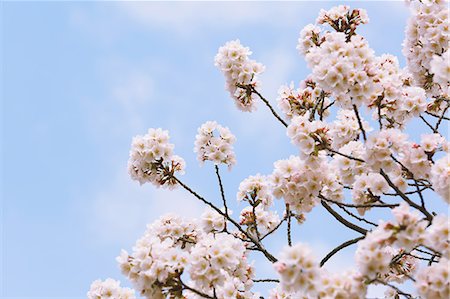 simsearch:841-07083645,k - Cherry blossoms Stock Photo - Premium Royalty-Free, Code: 622-08007097