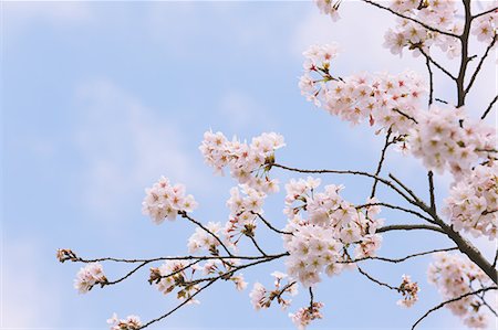 simsearch:841-07083645,k - Cherry blossoms Stock Photo - Premium Royalty-Free, Code: 622-08007098