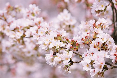 simsearch:841-07083645,k - Cherry blossoms Stock Photo - Premium Royalty-Free, Code: 622-08007090